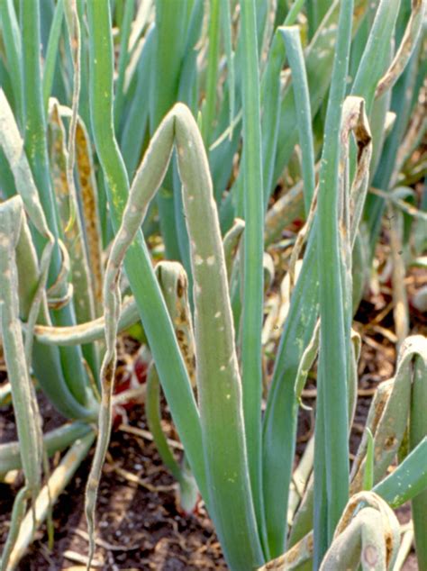 Downy Mildew In Onions Onvegetables
