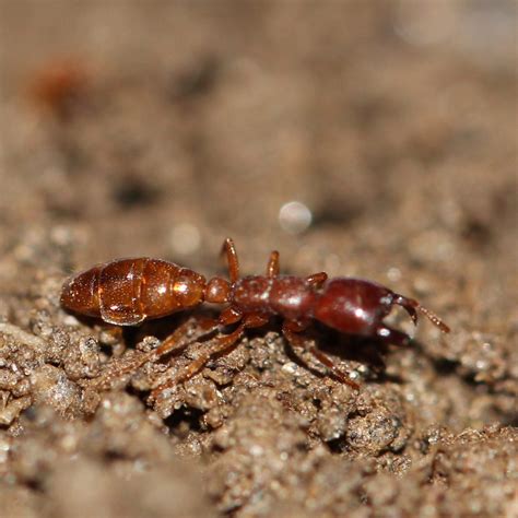 Red Ant
