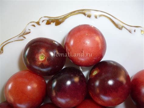 Томат Индиго черника: описание сорта, ОТЗЫВЫ (7), фото | tomatland.ru