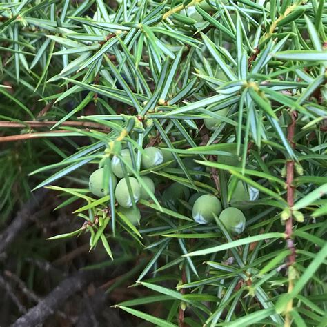 Photo Juniper Juniperus Communis Observation Org