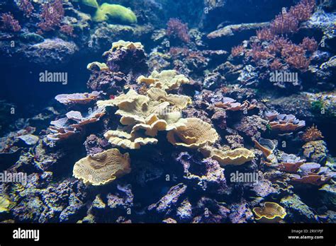 At The Paris Aquarium You Will Discover The Greatest Living Builders Of