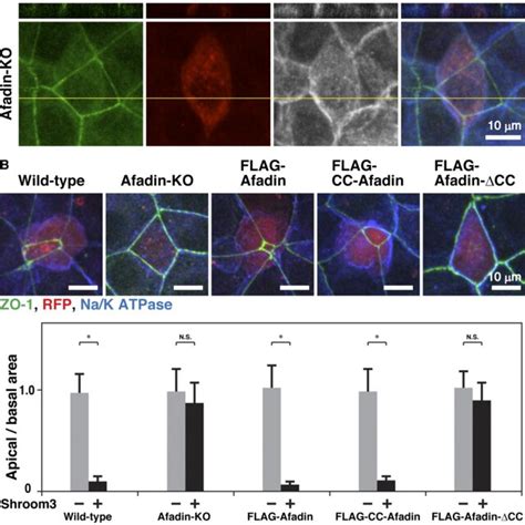 Binding of afadin to the αE cateninβ catenin complex in solution in