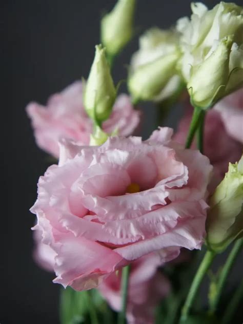 Купить Эустома Розовая Экстра в Минске с доставкой на Kvetki Shop