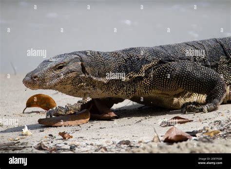 Lizard Feet High Resolution Stock Photography And Images Alamy