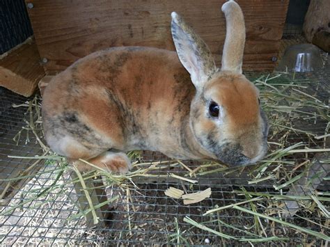 Mini Rex Color Chart