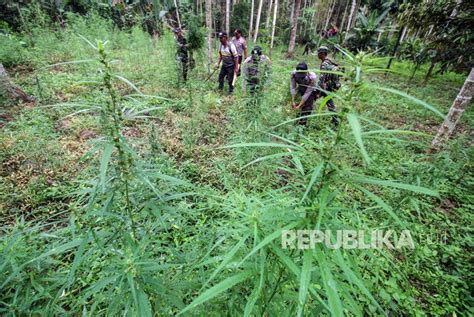 Delapan Hektare Ladang Ganja Dimusnahkan Republika Online