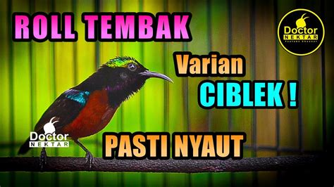 ROLL TEMBAK KONIN DENGAN TEMBAKAN CIBLEK GACOR FULL ISIAN UNTUK