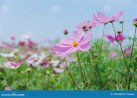 Flores Do Bipinnatus Do Cosmos Que Florescem No Ver O Foto De Stock