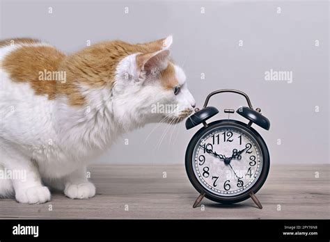 Cute Tabby Cat Looking Curious To A Retro Alarm Clock On The Table