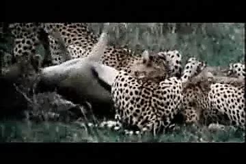 Sex Im Indianer Zelt Free Hd Porn Video Xhamster