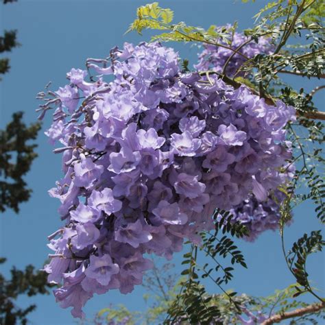 20 Graines Jacaranda Mimosifolia Flamboyant Bleu