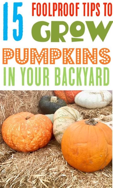 Pumpkin Garden Ideas Tips For How To Grow Pumpkins In Your Yards