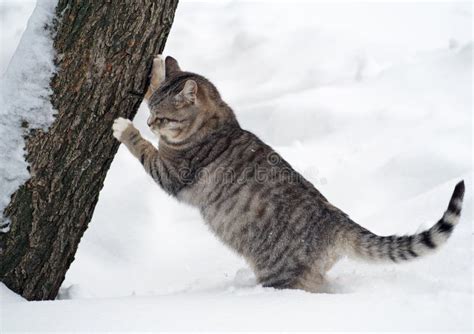 Gato Afia Suas Garras No Ponto De Arranhar Foto De Stock Imagem De