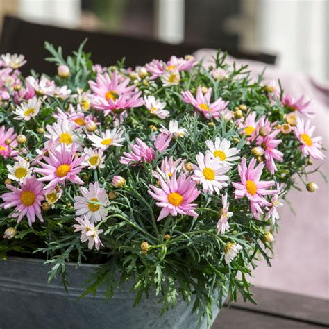 Z Ocie Krzewiasty Argyranthemum Frutescens Opis Wygl D Wymagania