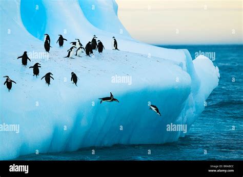Chinstrap penguins (Pygoscelis antarctica) on an iceberg with some