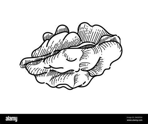 Walnut Without Nutshell Hand Drawn Sketch For Drawing Book Vector