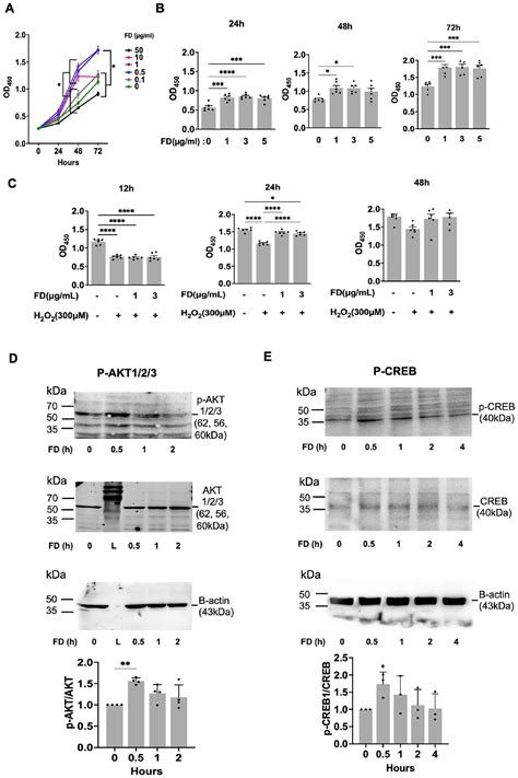 Fenoldopam Mesylate Enhances The Survival Of Mesenchymal Stem Cells