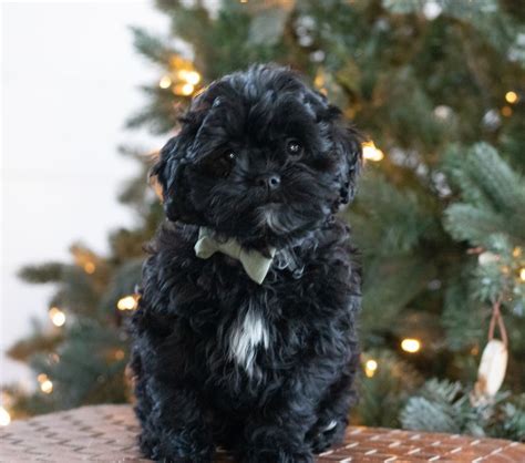 Timbercreekpuppies Shichon Maltipoo Teddybear Puppies For Sale Artofit