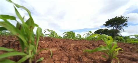 Em Meio A Desertifica O Agricultores Em Gilbu S Aproveitam O Solo