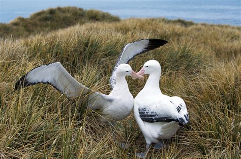 Kaikoura S Seabirds Understanding And Protecting Avian Diversity