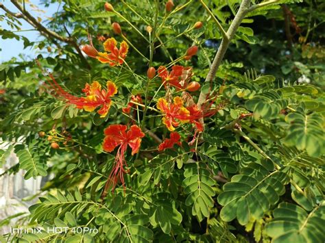 Review Infinix Hot Pro Hz Helio G