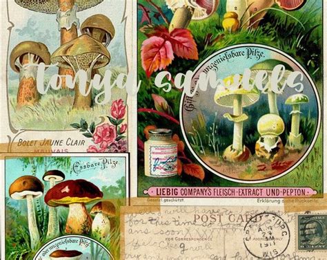 Gorgeous Mushrooms Junk Journal Kit Mushroom Decor Garden Etsy