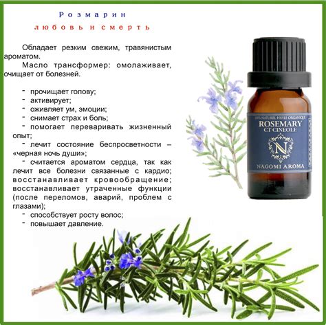 Розмарин: лечебные свойства и противопоказания для здоровья, польза и вред