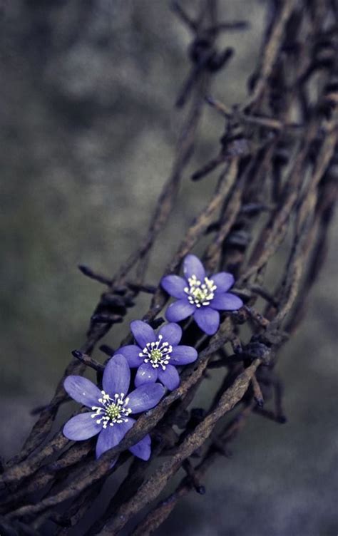 Мягкая Темная Зима | Purple flowers, Color splash, Beautiful flowers