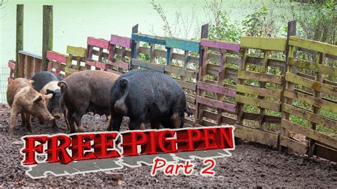 How To Build A Pig Pen For Free Part 2 Youtube