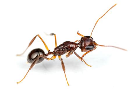 Myrmoteras Binghamii The Formicine Trap Jaw Ant The Wild Martin