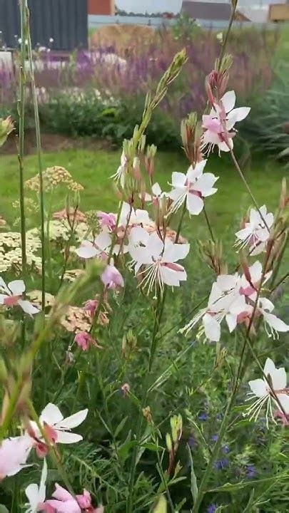 Гаура Линдхеймера в цветнике #гаура #тысячилистник #иссоп #сажаюцветы # ...
