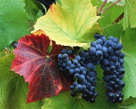 Виноград культурный