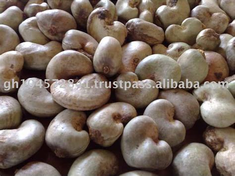 Raw Cashew Nut Of Guinea Bissau Origin Productsindia Raw Cashew Nut Of