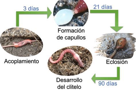 Compostaje Y Lombricultivo