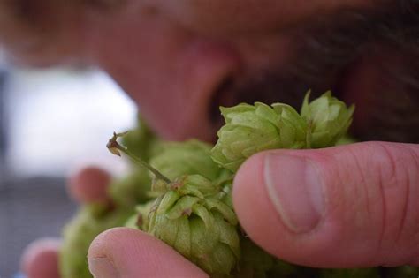 Bi Re Blonde Ipa Cl Artisanale L Iconoclaste Cave Mathelin