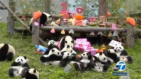 Video 18 Panda Cubs Celebrate 1st Birthday In China Abc7 New York