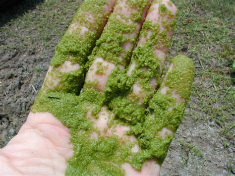 Blue Green Algae Information Types Of Pond Algae And Control Information
