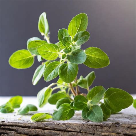 Premium Photo Oregano Or Marjoram Leaves Isolated On White Background