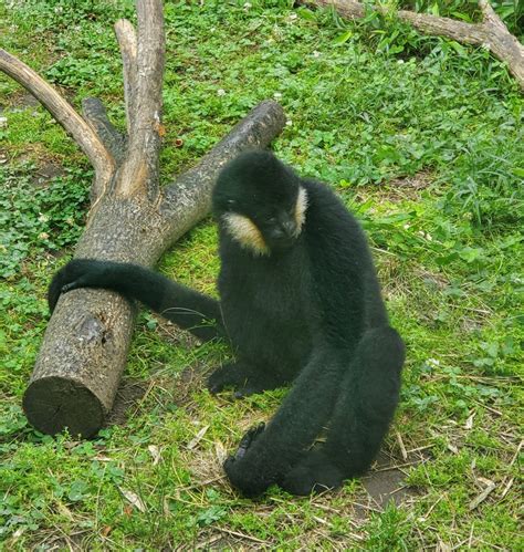 Stone Zoo 2022 White Cheeked Gibbon Zoochat