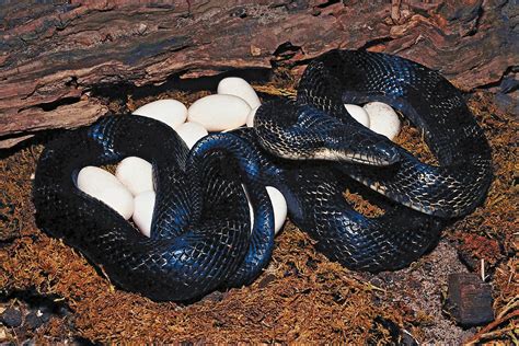 Brown Chicken Snake