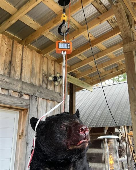 Photos Hunter Harvests Record Breaking Black Bear Meateater