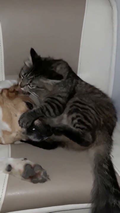кот и виски 😂 - YouTube