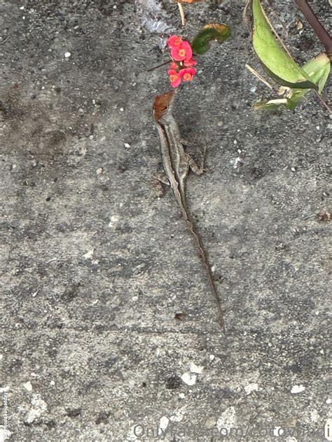 Cocovandi Cocovandijk Nude OnlyFans Leaks The Fappening Photo 4476413 FappeningBook