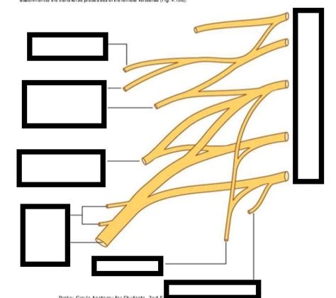 Lumbar Plexus Diagram Quizlet