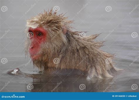 Snow Monkey In Hot Spring Stock Photo Image Of Calm