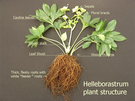 Hellebore Plant Structure