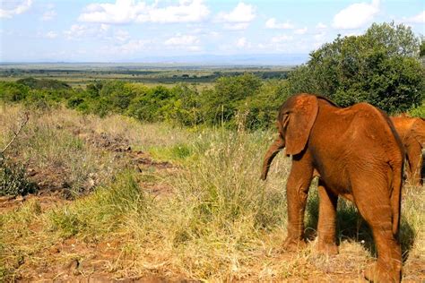 Tsavo east national park - Denki Travel