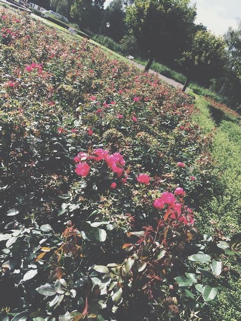 Premium Photo Pink Flowers In Garden