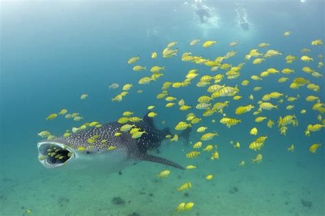 Diving With Whale Sharks Off Mafia Island Tanzania Odyssey