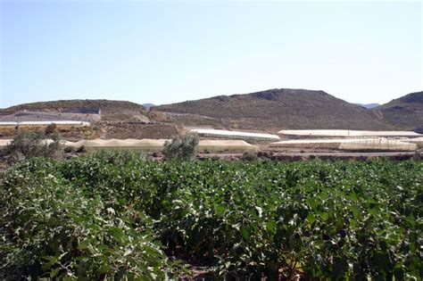Verduras Y Hortalizas Economía Región De Murcia Digital